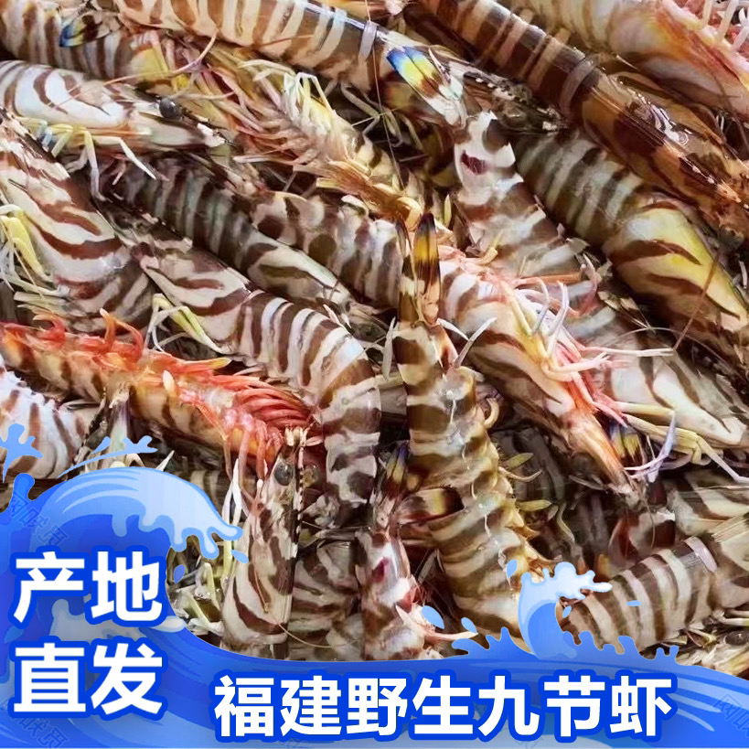 野生九节虾【B级/次虾/软壳/黑头】特价不支持退货退款