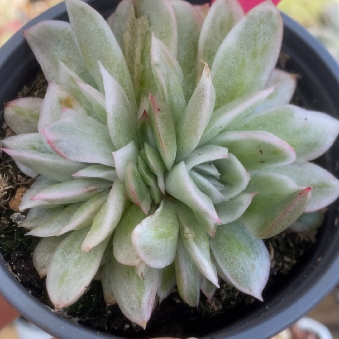 270东云杂锦锦锦锦锦锦