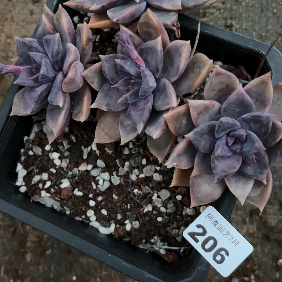 阿雅园艺。           206