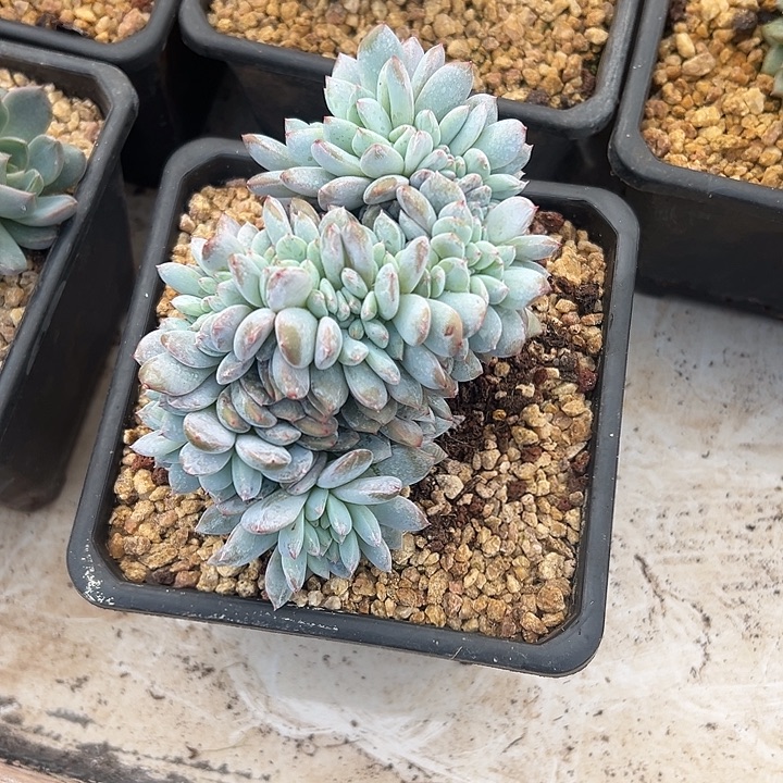 底切梦露群生缀化多肉