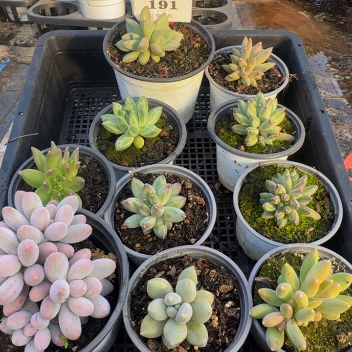 191多肉植物一物一拍