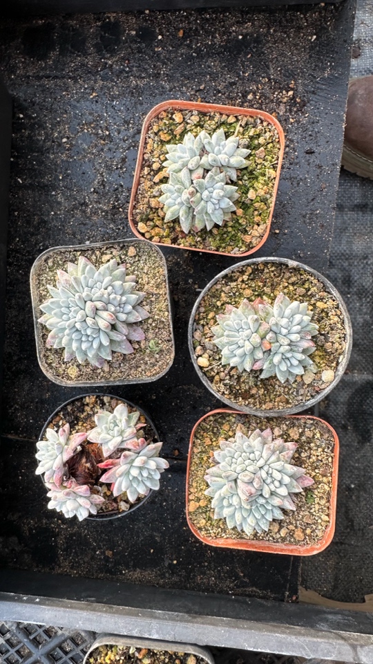 韩货格诺玛白菊呀