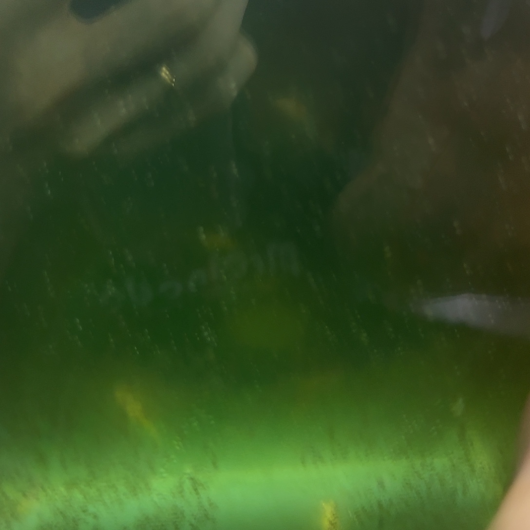 孔雀鱼蓝白大c清港