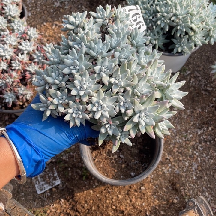 花*766号白菊多肉植物