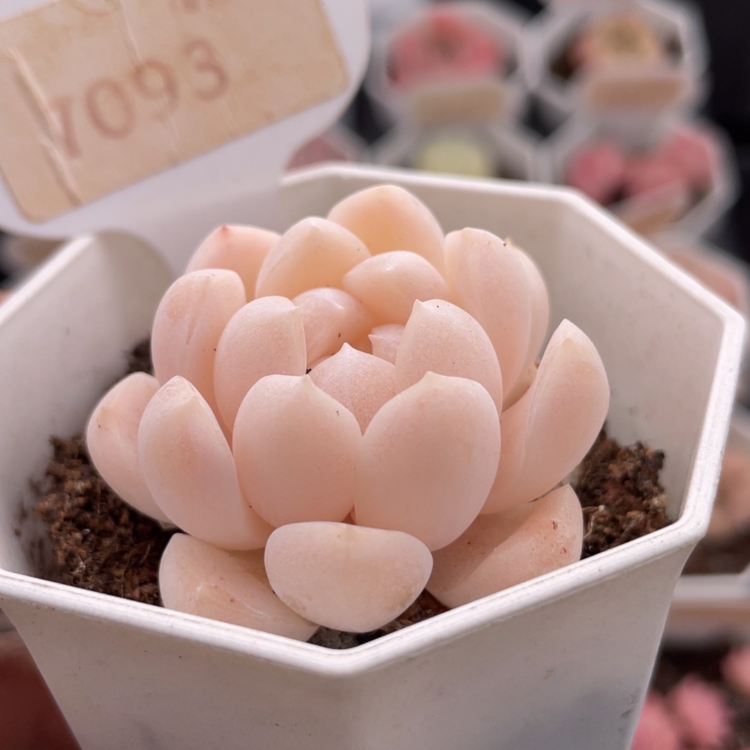 白桃汽水7093-4.5厘米