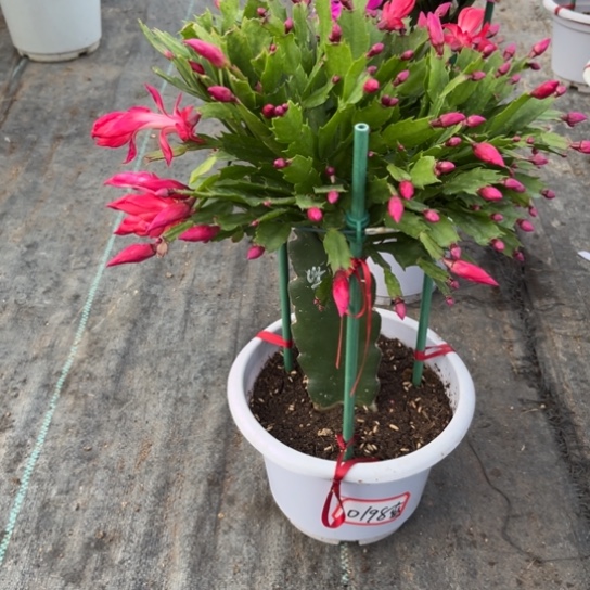 蓝***凌白盆红色蟹爪兰0198