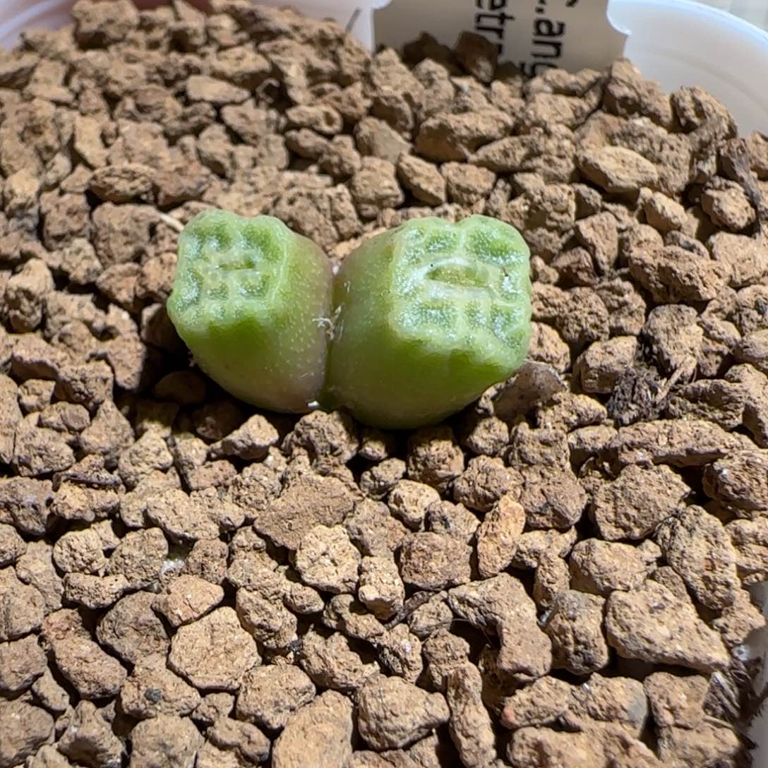肉锥多肉植物组合-方烧1170
