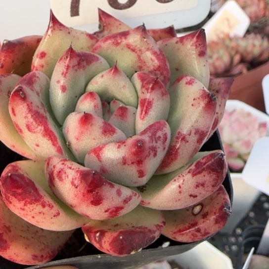 780红颜蜜语一物一拍多肉