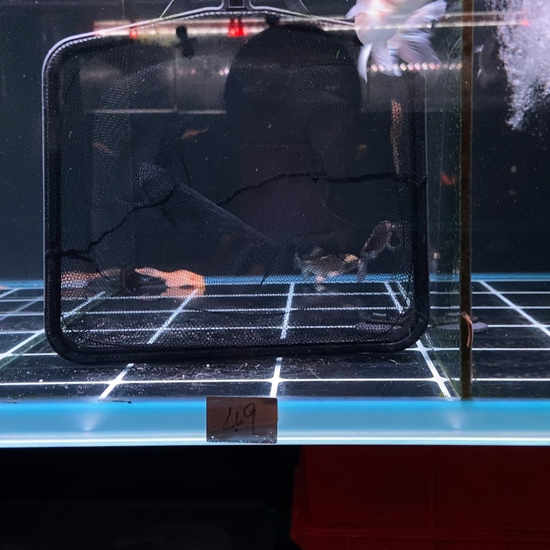 大***的蝴蝶鲤鱼49号熊猫特价一条