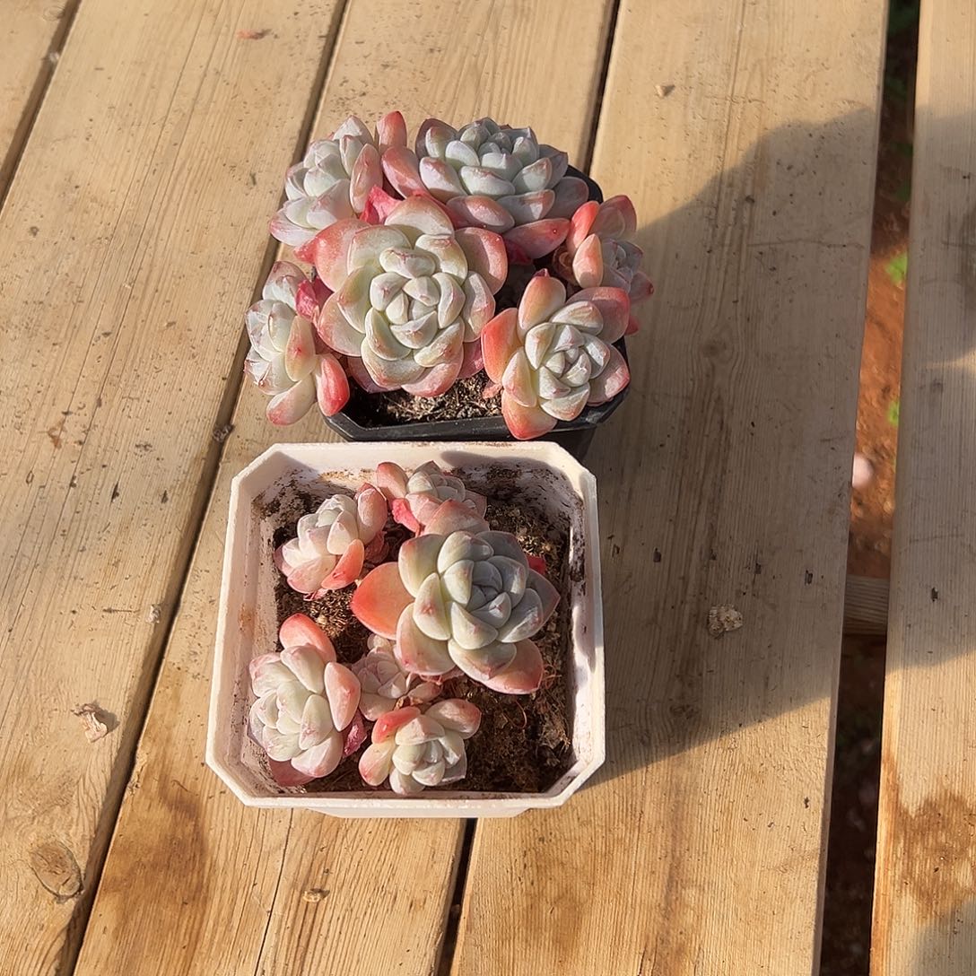 Yy专拍哈哈哈哈哈