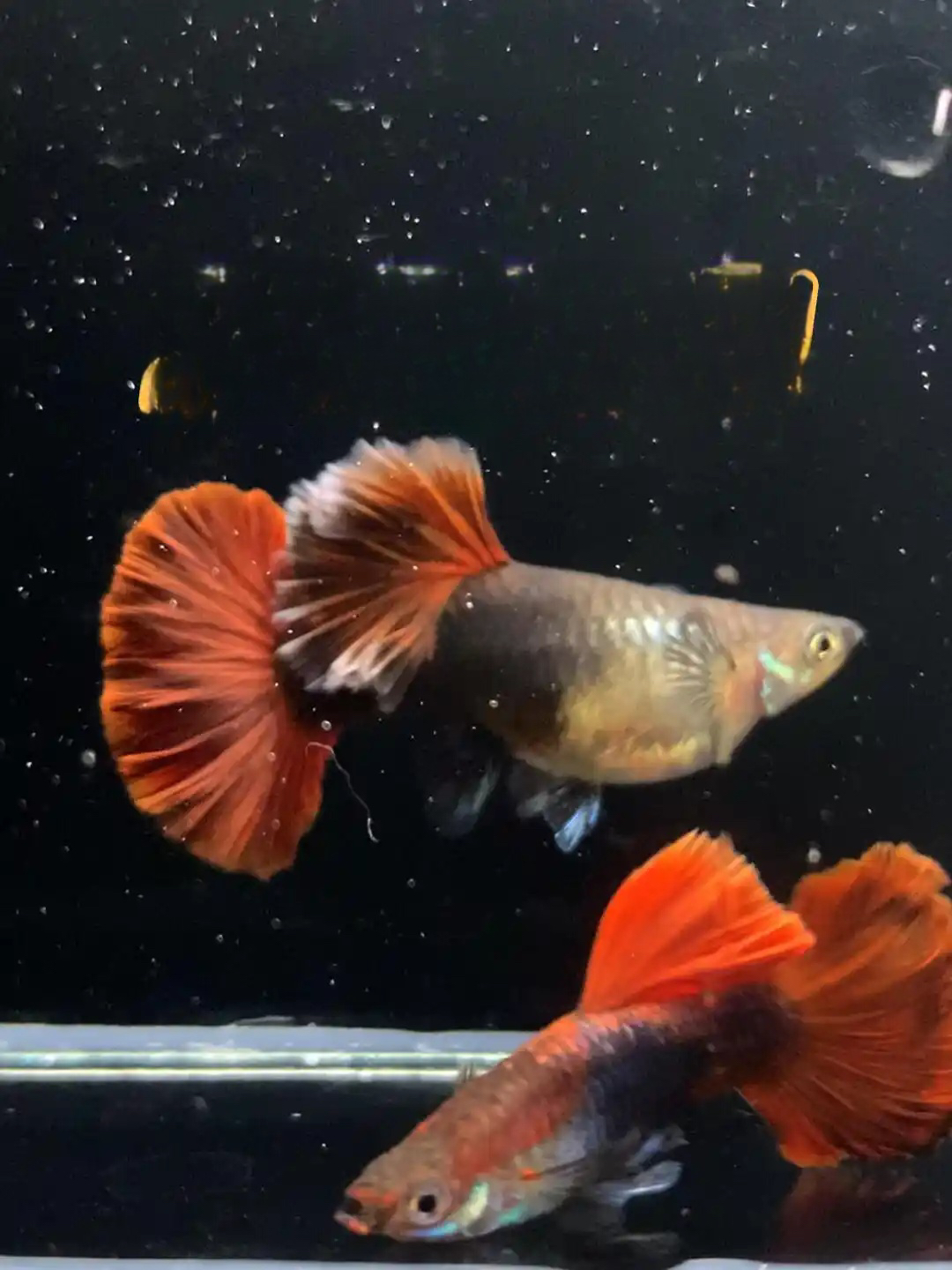 纯种短版菊花褶扇孔雀（压成）