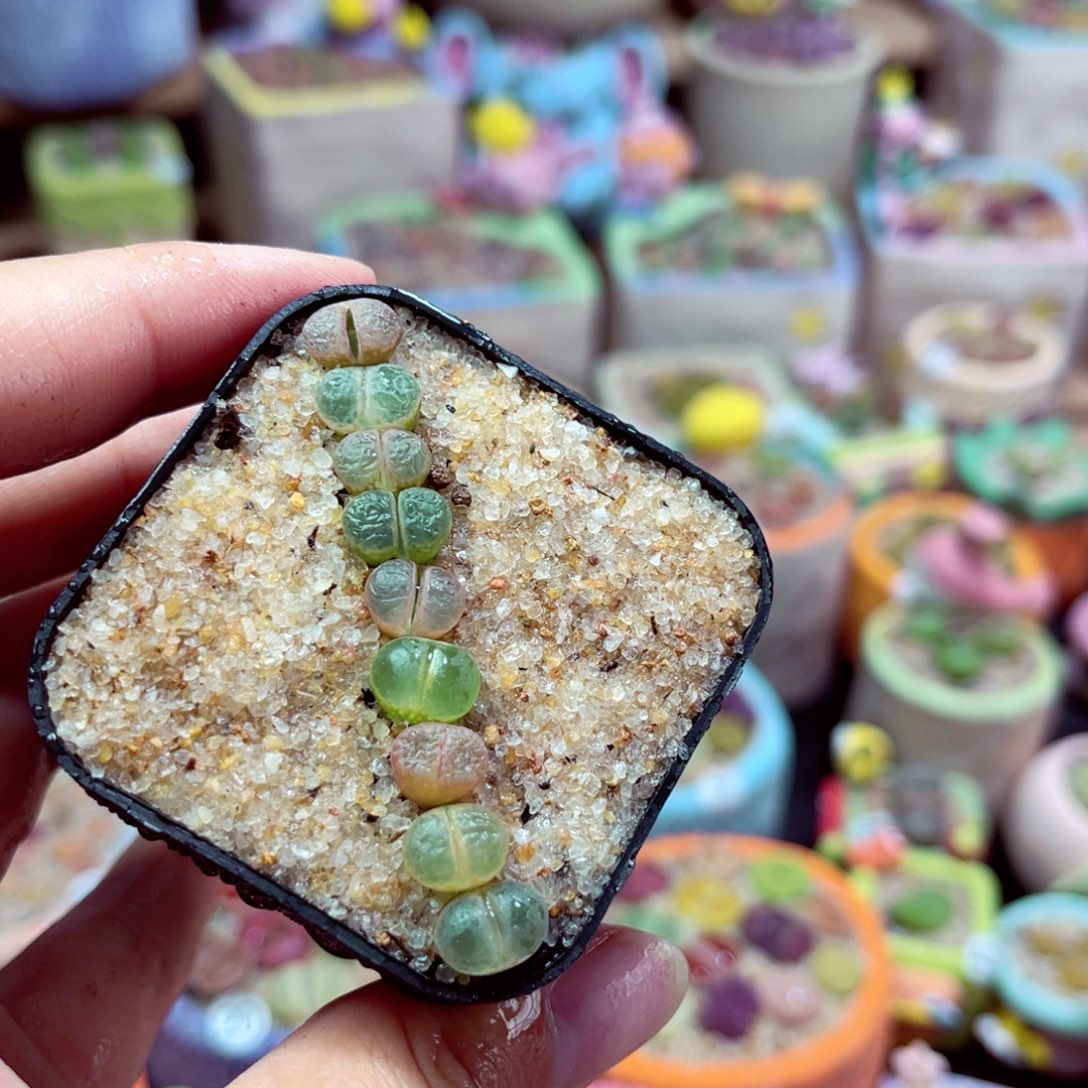 600。8888855699885522555558