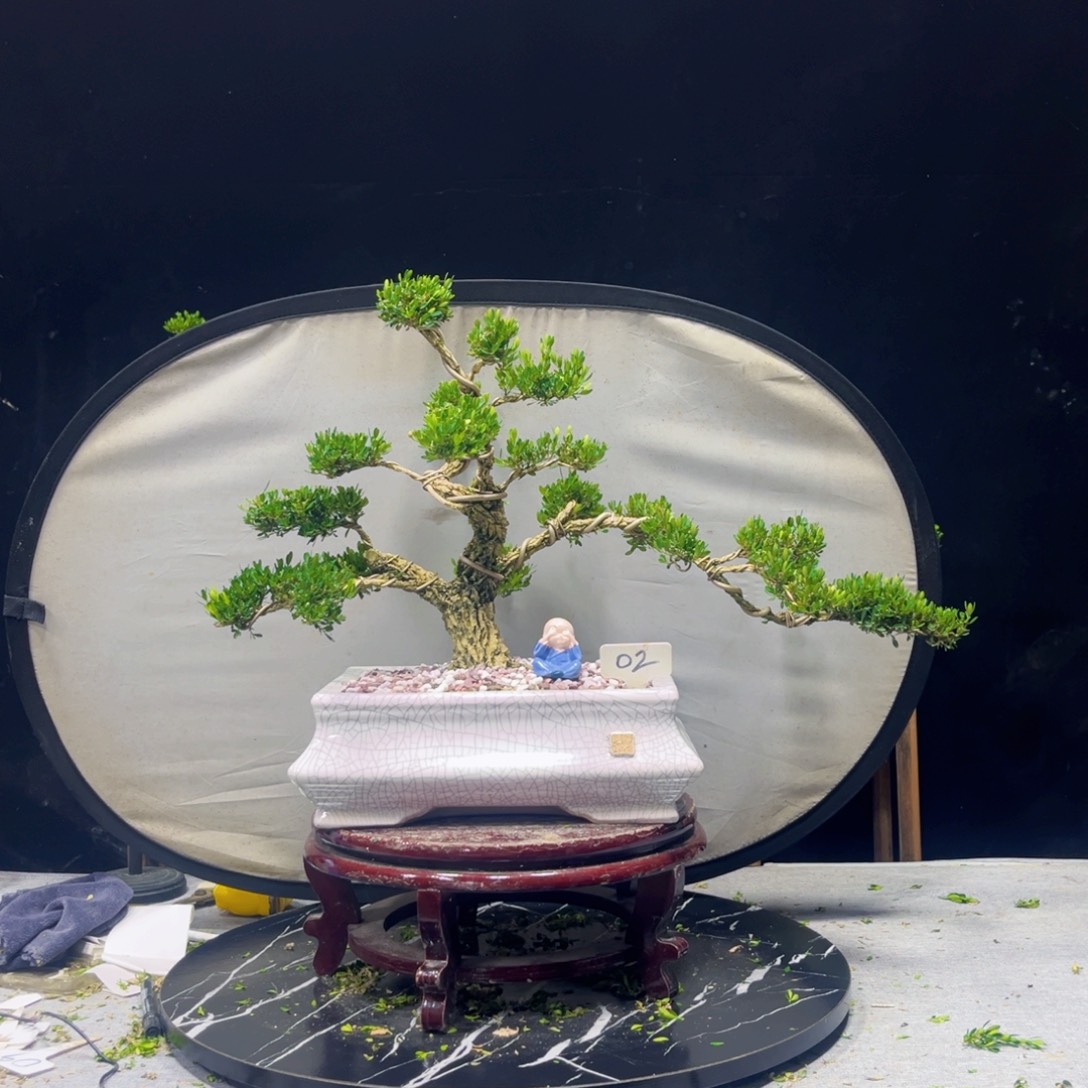 完全开放黄杨盆景