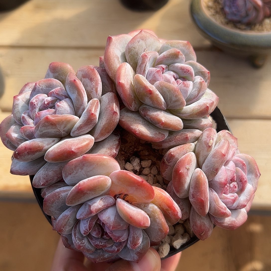 4头绿地紫心油脸哈哈哈