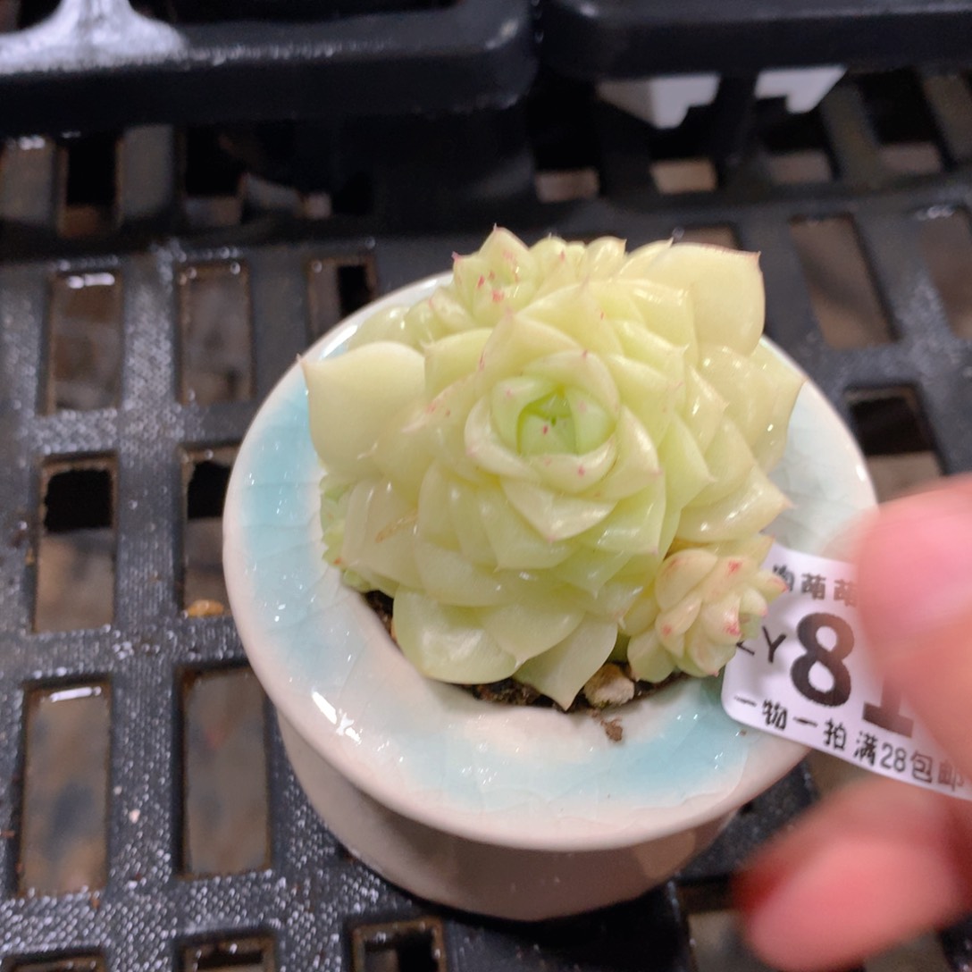 肉萌萌拇指盆精控多肉ZY816