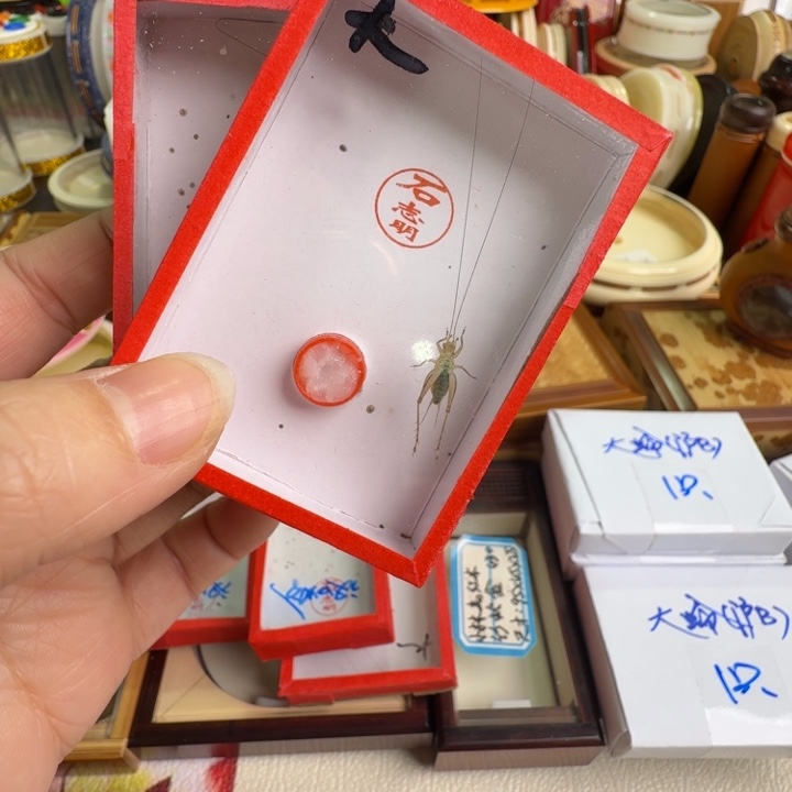 明***哥漂亮2只合适好看大黄龄