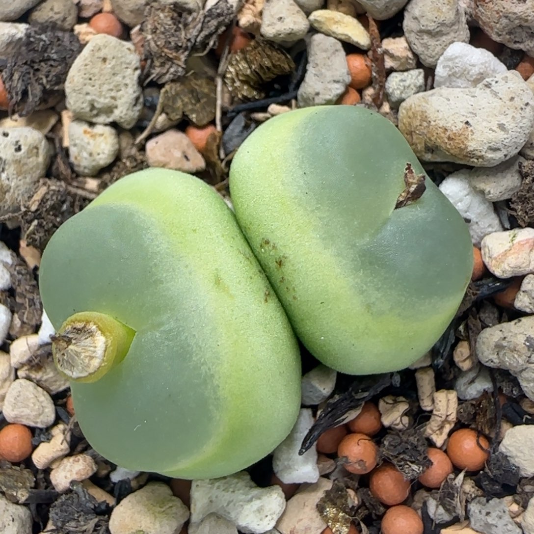 双头拉登1.7/2多肉724