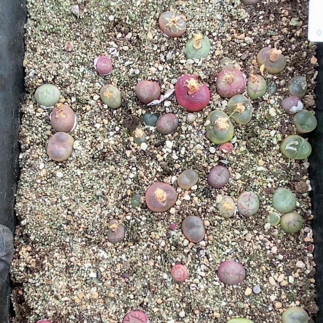 桃喜花园01114-11杂交18颗