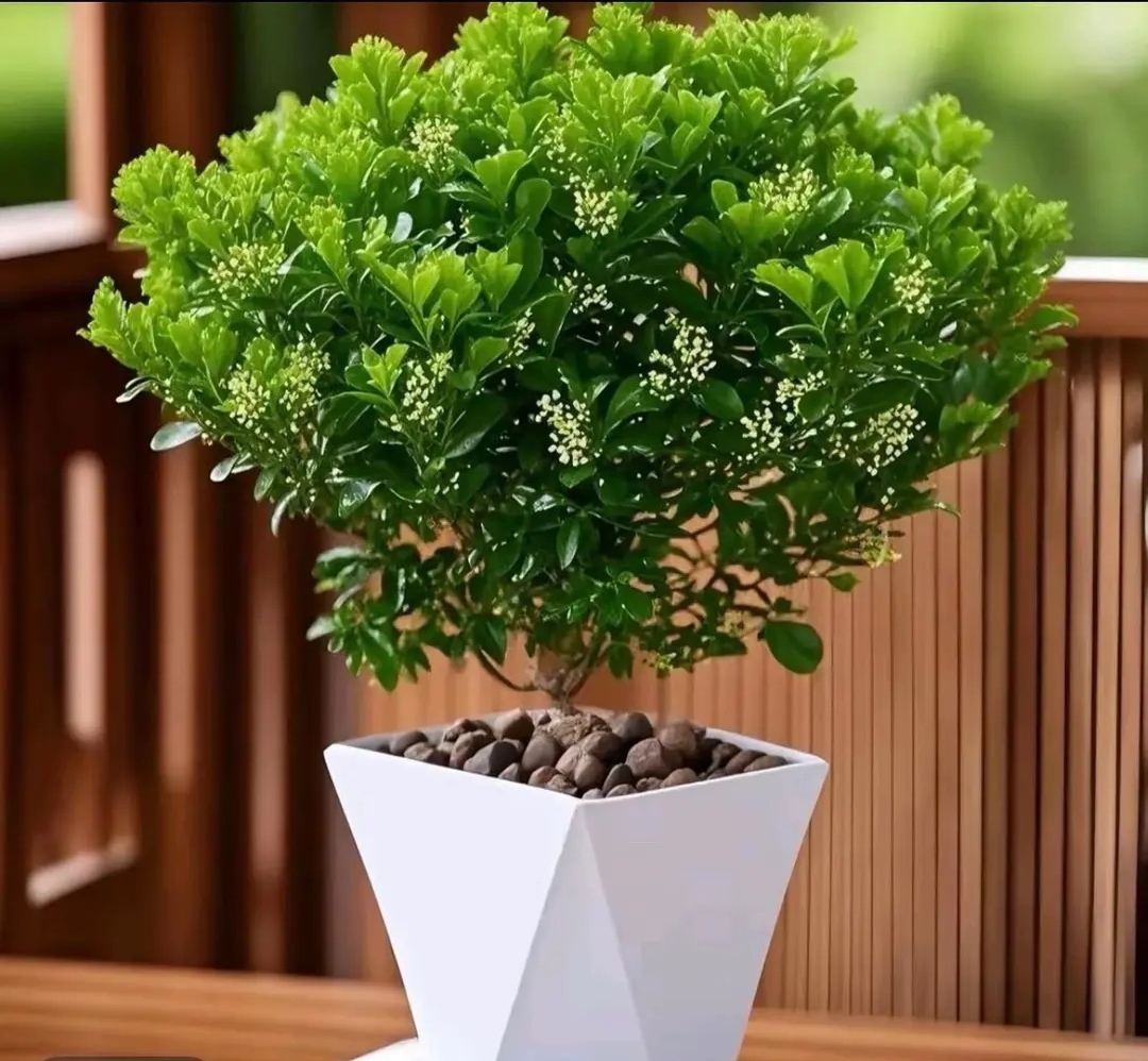 香水米兰 推荐盆栽地栽种植一个月开花 香飘满屋