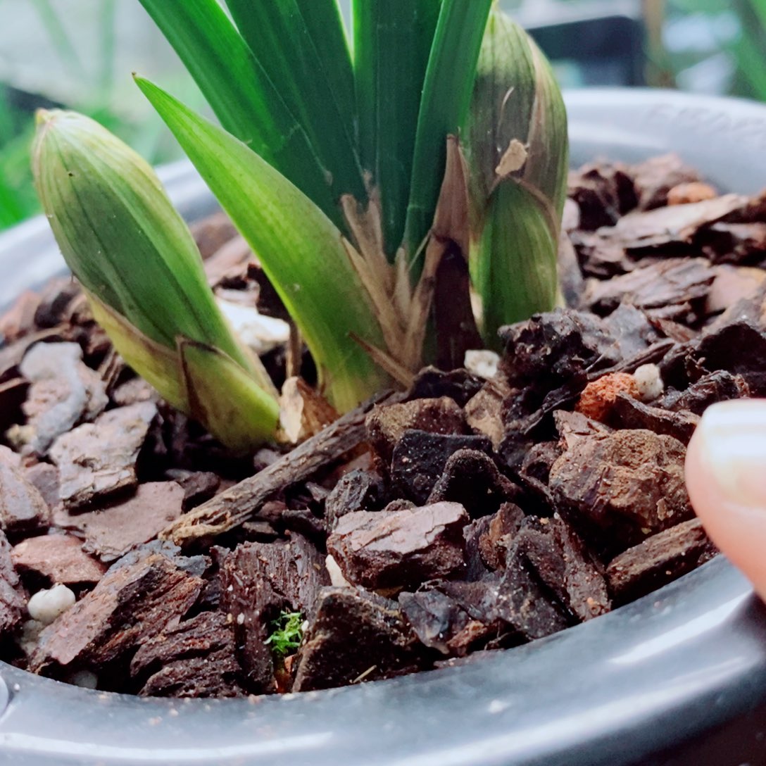 大部分花苞少量开放
