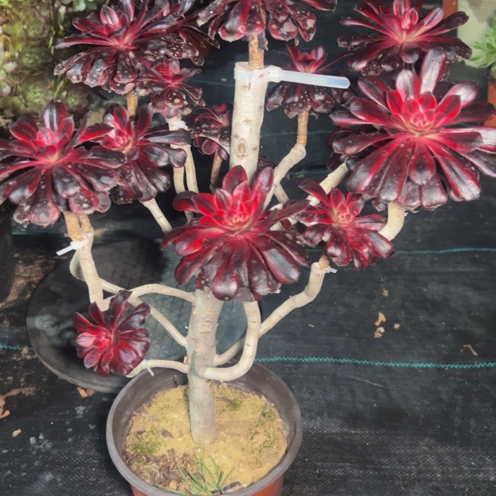 魔法锦嫁接多肉法师