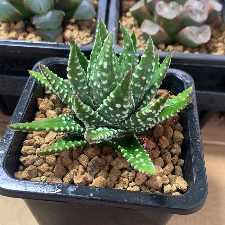 实生硬叶一物一拍