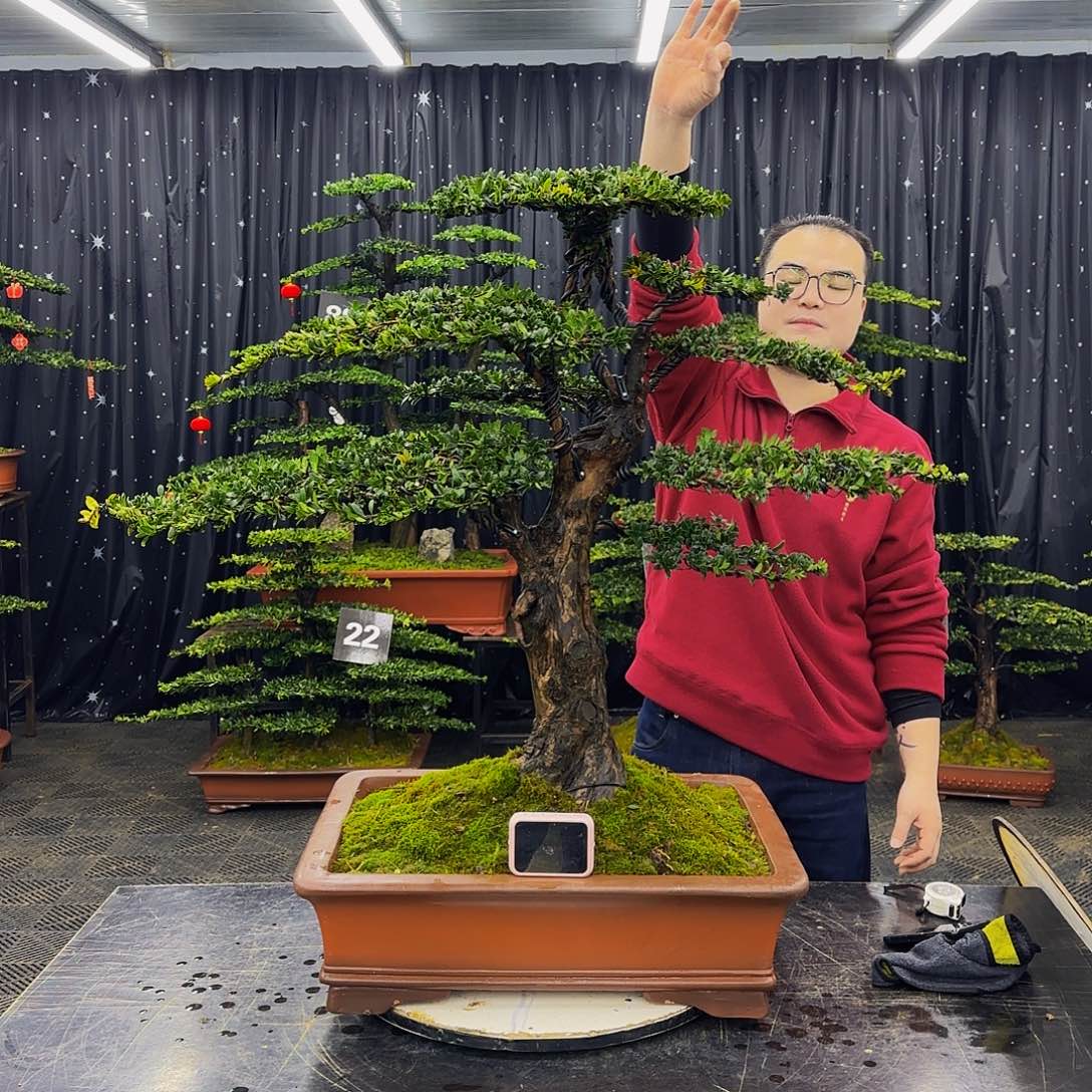 珍珠红芽罗汉松造型盆景