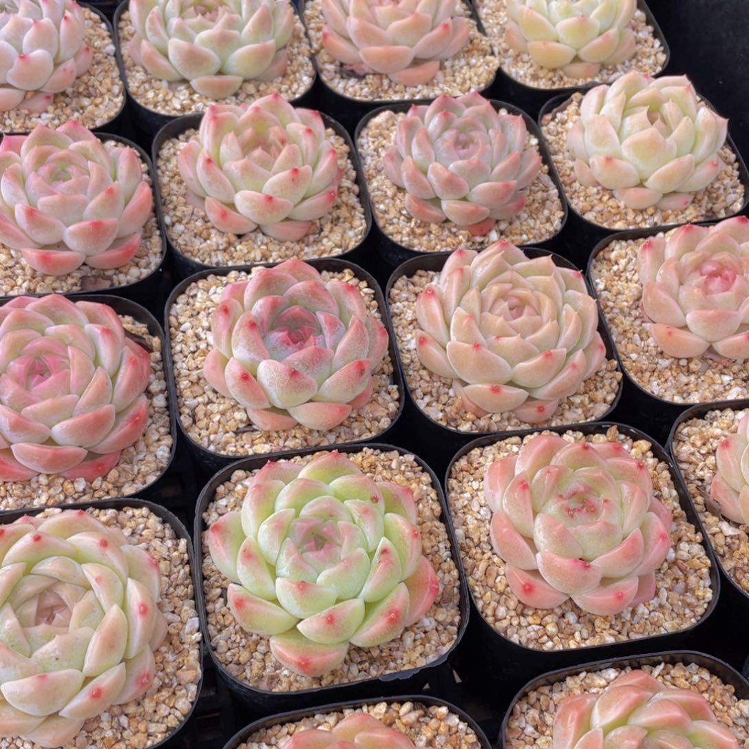 量拍104号 白桃汽水单头一个