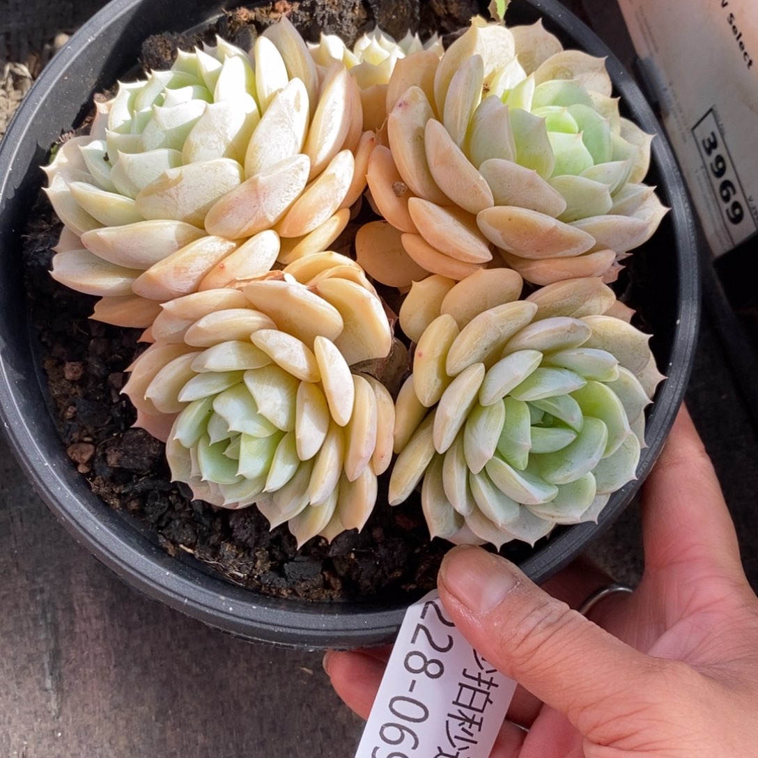 橙*两单包邮1228-69劳林