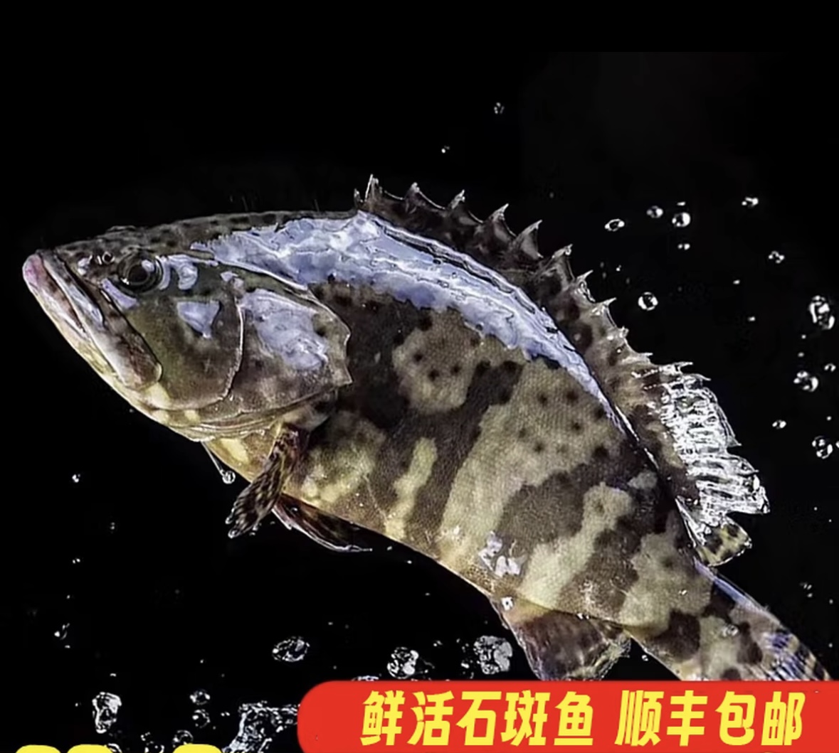 速冻龙胆石斑鱼（600-900g左右/条）广东博贺港冷链发货