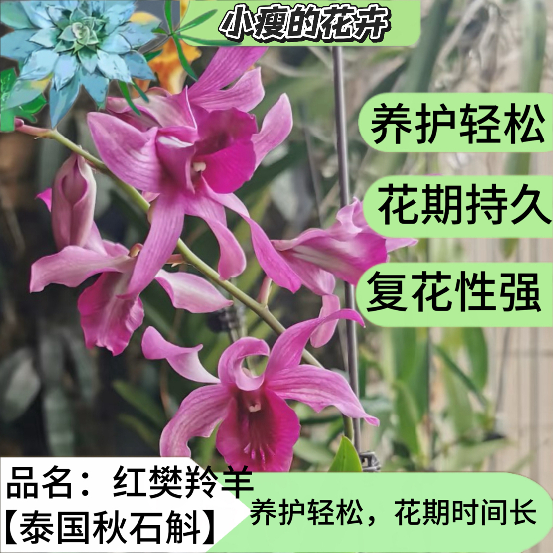 《红樊羚羊》泰国秋石斛带花包好养易活办公室阳台绿植盆栽