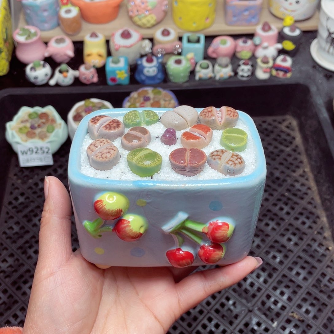 w9255 带盆土发货-零下地区拍保温箱