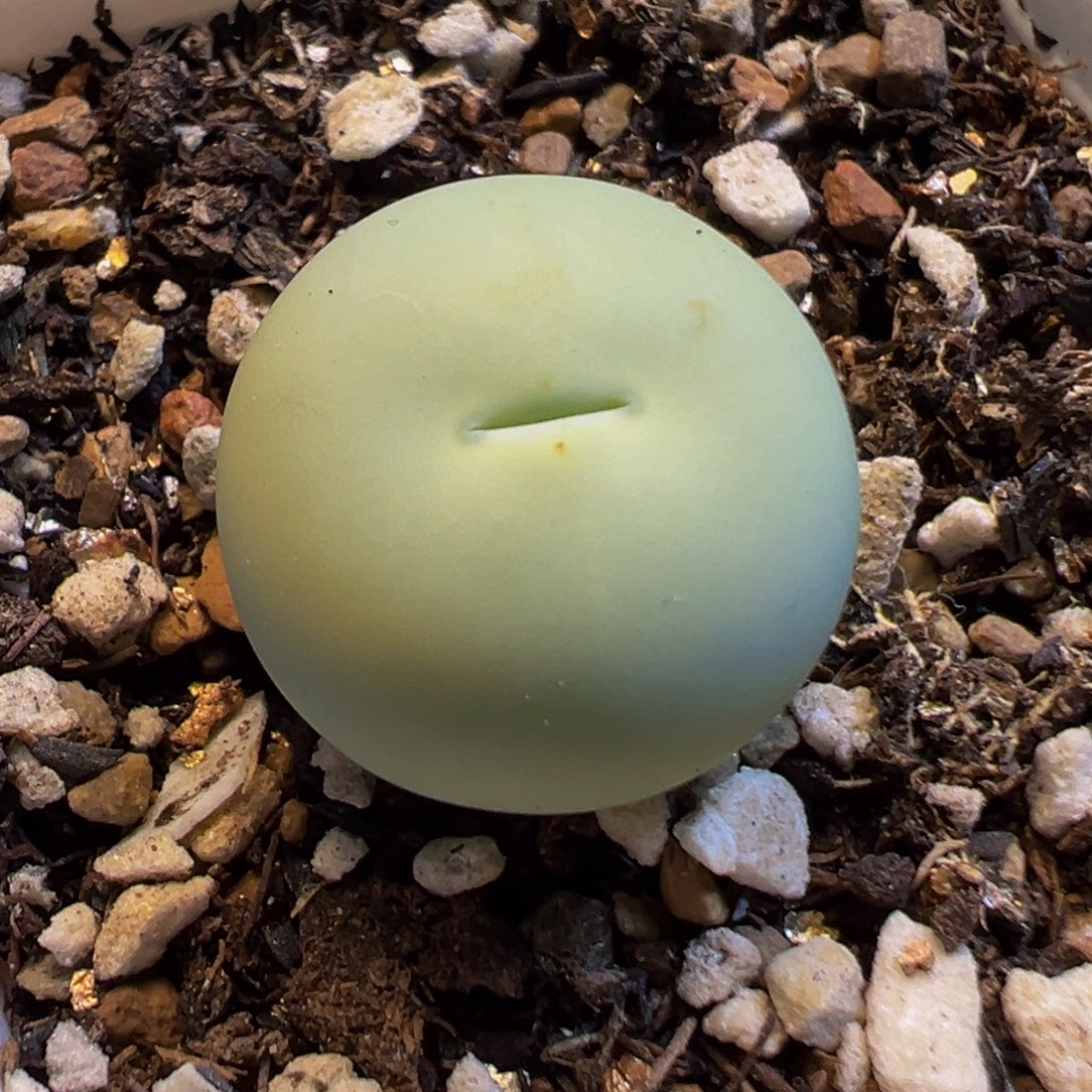 853多肉植物种类多样