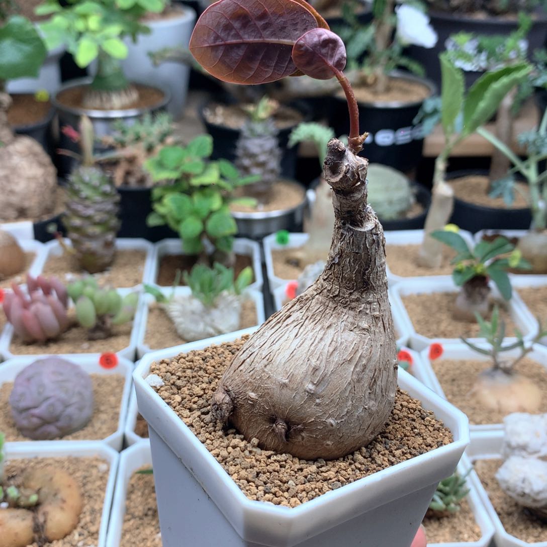 奇异油柑带盆多肉