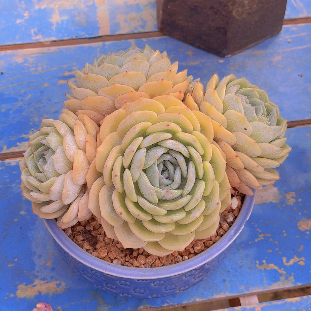 无*多肉植物组合