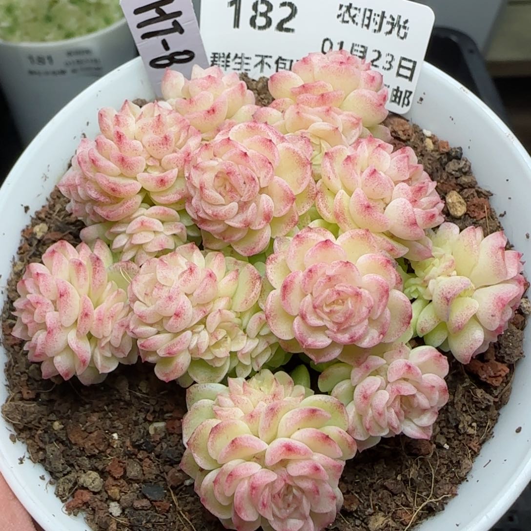 0123-182（HT-8）麦秆