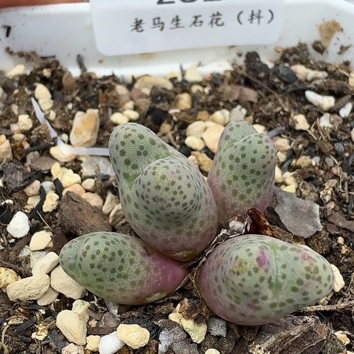 老马生石花95d斑马2823