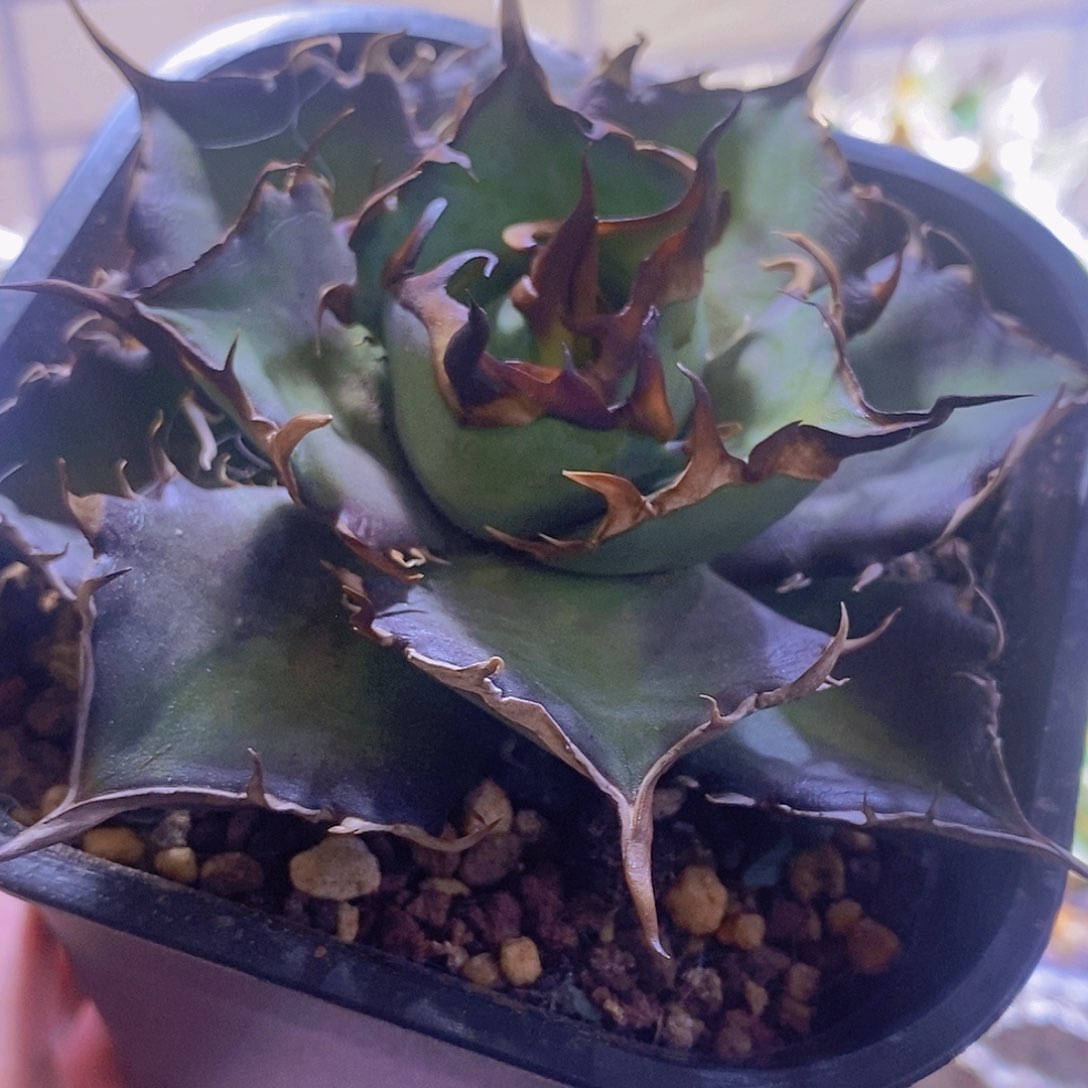 龙舌兰仁王冠 黑帝斯