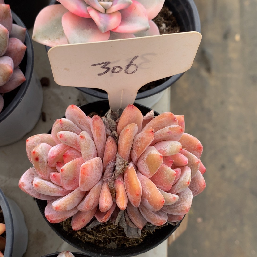 石榴载727273727273