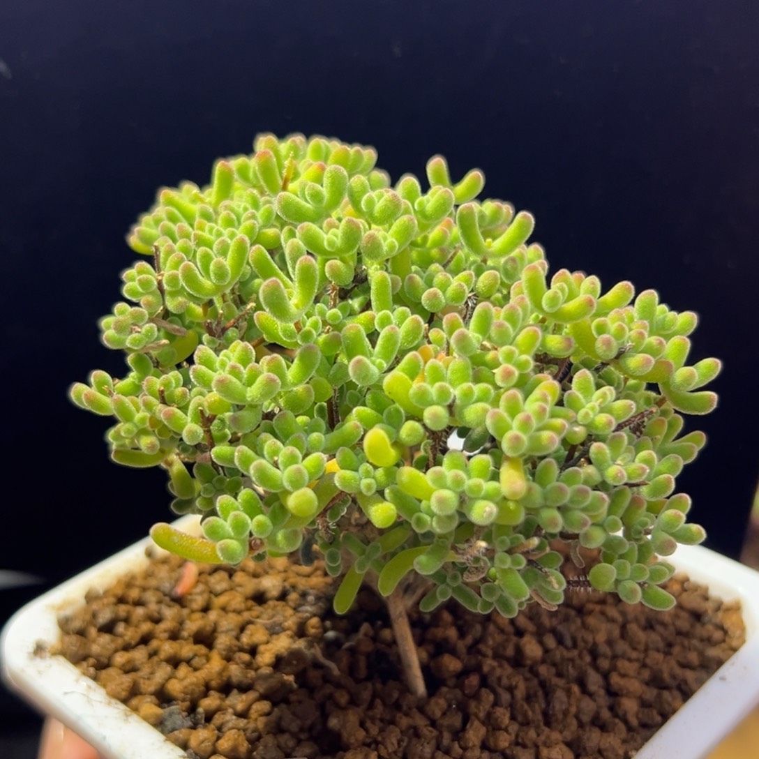 dy060小星星直杆三叉冠幅9cm福利