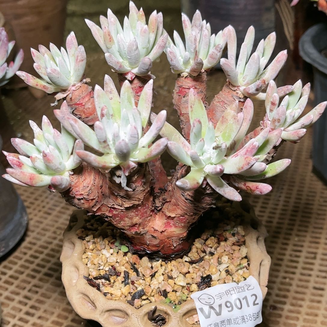 9012奥特仙女杯多肉