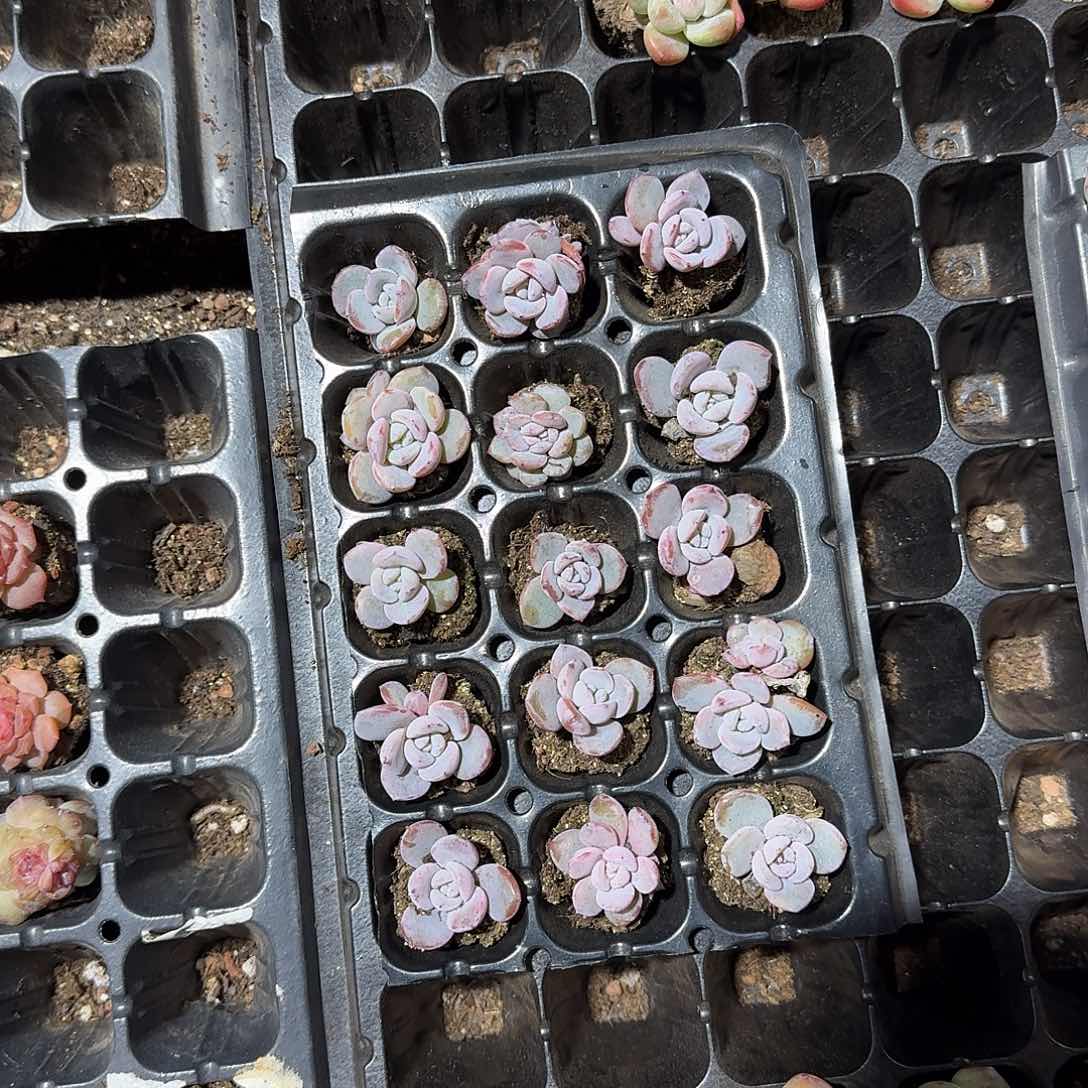 甜柚柚一物一拍专拍