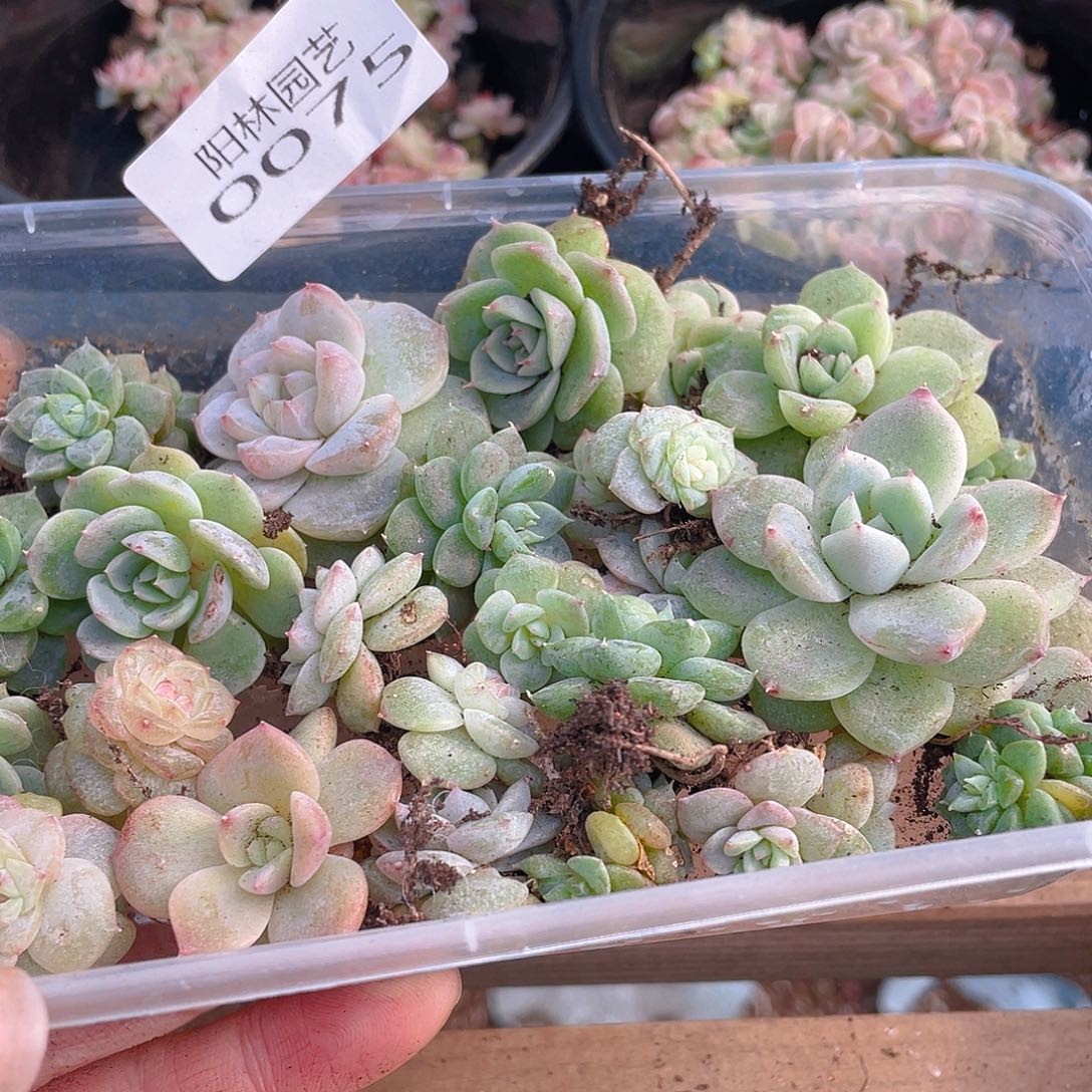多肉植物多肉植物75