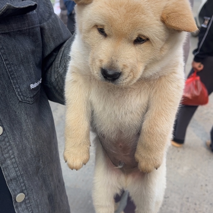 叶***国中华田园犬小弟弟