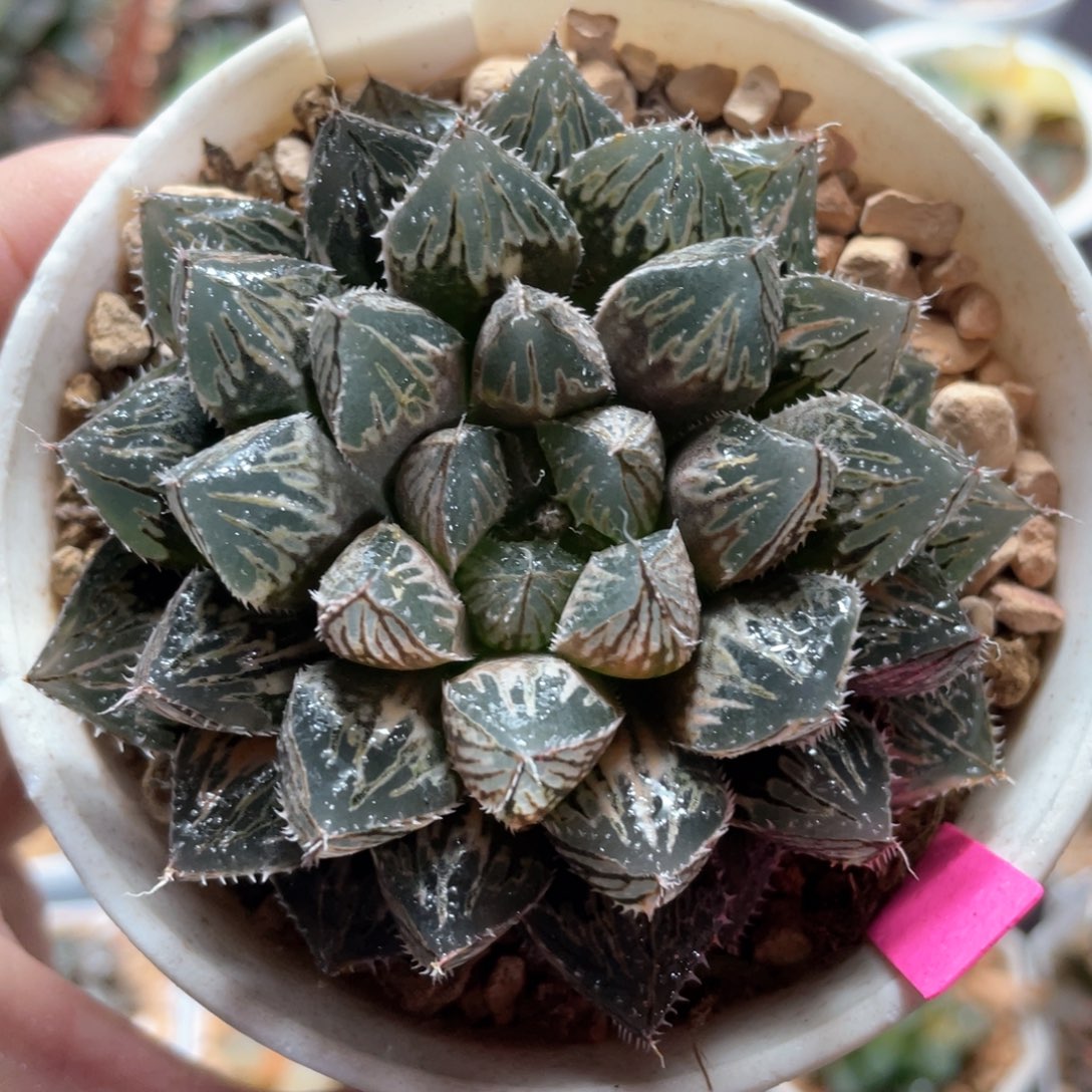 72巨大楼兰锦。      