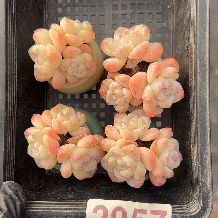 2957，四个三头冰玉带盆发