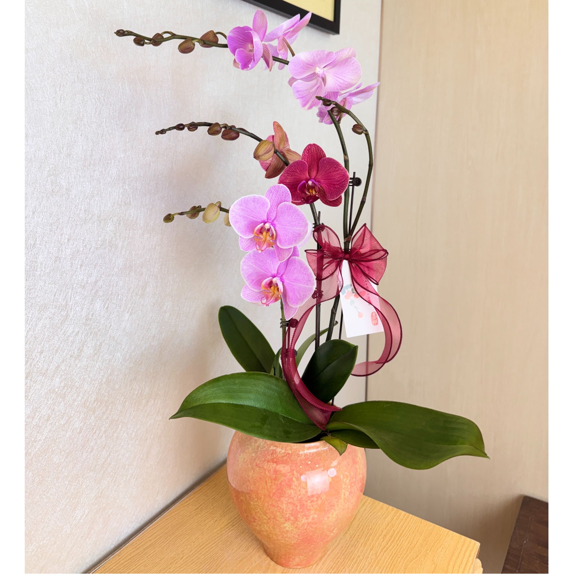 《多彩艺术组盆2号》富贵年宵系列  室内绿植花卉送礼 基地直发