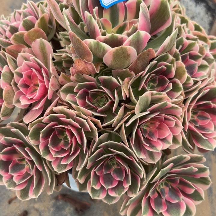 粉体女巫多肉法师不包损58