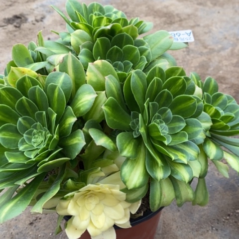 689七彩琉璃满25包邮多肉