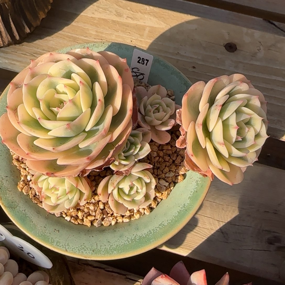 叶植庭多肉：玉蝶锦